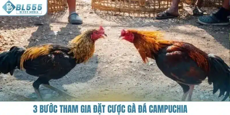 3 bước tham gia đặt cược gà đá Campuchia