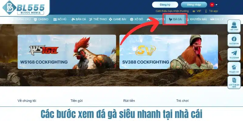 4 bước để xem live đá gà C1 tại BL555