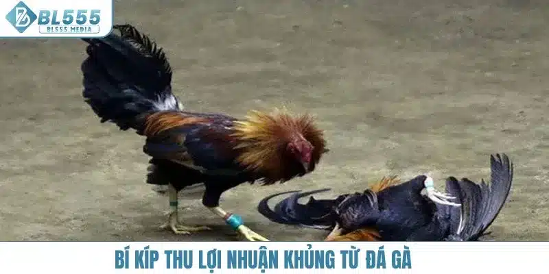 Bí kíp thu lợi nhuận khủng từ đá gà