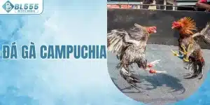 đá gà campuchia