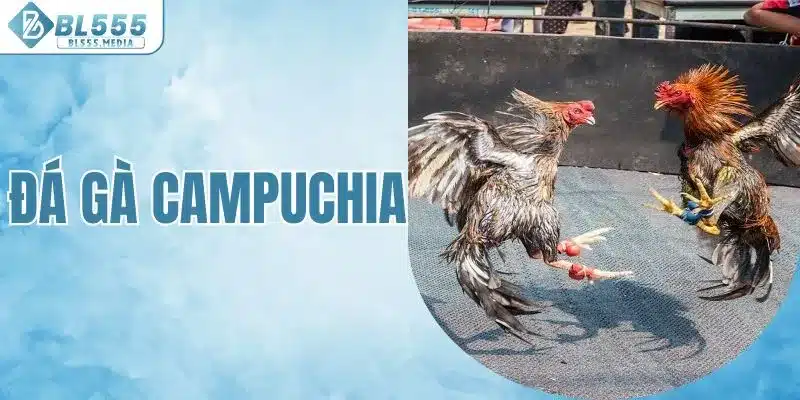 đá gà campuchia