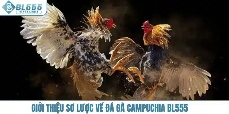 Giới thiệu sơ lược về đá gà Campuchia BL555