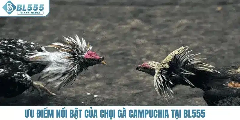 Ưu điểm nổi bật của chọi gà Campuchia tại Bl555